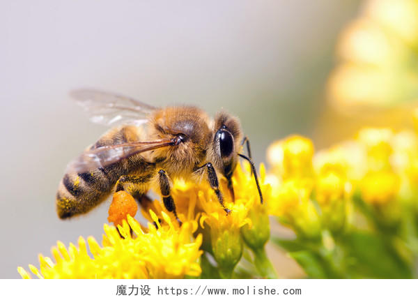 蜜蜂从花朵中采蜜